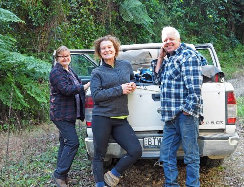 The Great Koala National Park