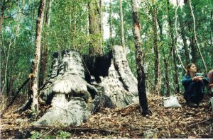 Paula Flack in Mistake State Forest (now part of Dunggir National Park) 1994