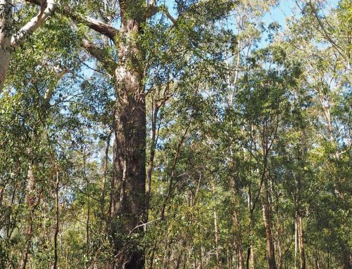 Save Nambucca State Forest!