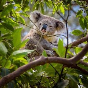 koala