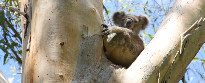 koala Archives - Rainforestation Nature Park