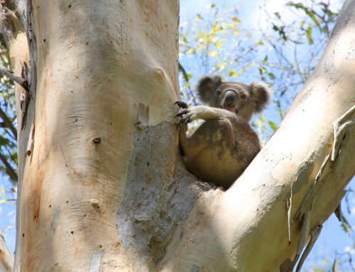 Koala video launched